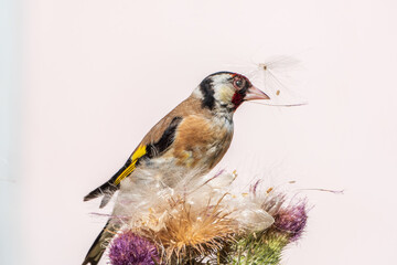 European goldfinch, feeding on the seeds of thistles. Carduelis carduelis.