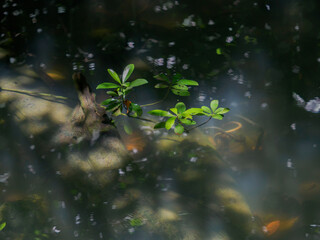 Green leaves and tree roots inhabit the pond's watery nature with plant reflections