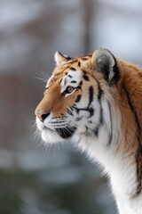 Obraz premium capture essence of animal kingdom with serene tiger intense gaze in focus