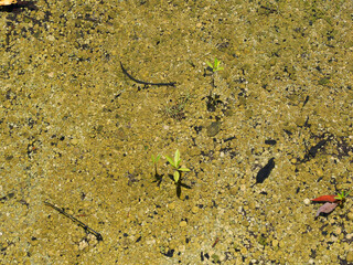 Big-leaf mangrove trees flood the mangrove forest