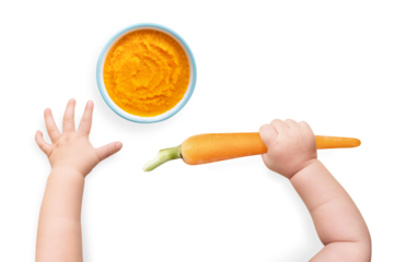 Baby hands png cut out, holding a carrot