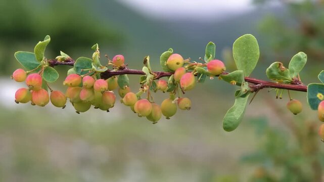 Close-up 4K footage of Berberis microphylla, a spiny evergreen shrub with shiny box-like leaves and tart berries, native to South America.