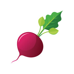 radish isolated on white background