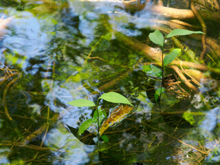 Green leaves and tree roots inhabit the pond's watery nature with plant reflections
