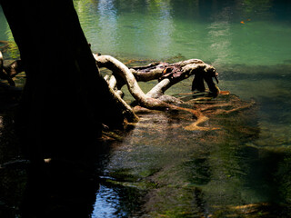 Green leaves and tree roots inhabit the pond's watery nature with plant reflections