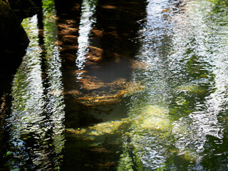 Green leaves and tree roots inhabit the pond's watery nature with plant reflections