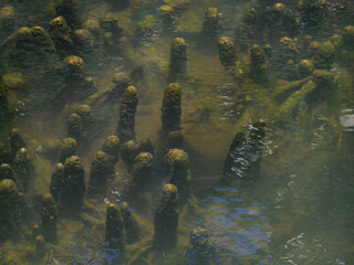 Green leaves and tree roots inhabit the pond's watery nature with plant reflections