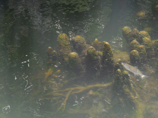 Green leaves and tree roots inhabit the pond's watery nature with plant reflections