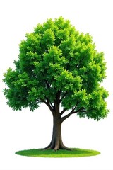 Fototapeta premium Large green deciduous tree, lush foliage, isolated , isolated, canopy
