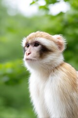 Obraz premium feast your eyes on introspective soulful gaze of animal captured with minimalistic elegance