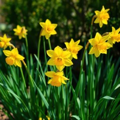 Bright yellow daffodils blooming in a sunny spring garden, blossom, bloom