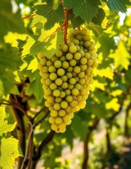 Fototapeta premium Sunlight dappled green grapes hanging on vine, image, summer, macro