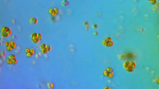 Algae cells in algal bloom under high contrast microscope
