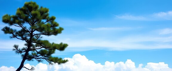 Abstract Norfolk Island Pine silhouette, vibrant blue sky, fluffy white clouds, blue, vacation, evergreen