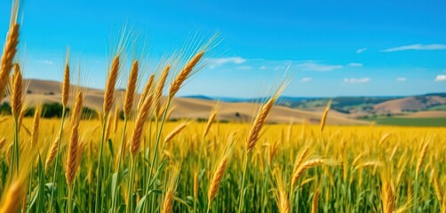 Obraz premium Golden wheat stalks sway gently in a vast field, rolling hills and a vibrant blue sky in the distance, horizon, summer, daylight