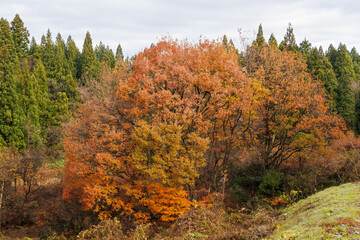 旅館の周囲の森林。
十日町の山奥の鄙びた温泉地の里山の風景。
美しい棚田も特徴的。
あいにくの小雨交じりだが、しっとりと雪国特有の雰囲気がある。
晩秋なので各所で紅葉が見られる。
新潟県十日町市 - 2024年12月1日
