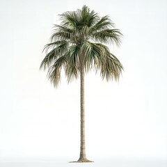 Fototapeta premium Single Tropical Palm Tree Isolated on White Background Botanical Illustration