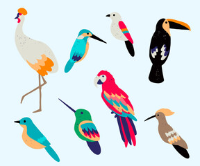 Bird Species Vector Illustration - Wildlife Clip Art Set