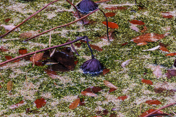 枯れた蓮池。
十日町の山奥の鄙びた温泉地の里山の風景。
美しい棚田も特徴的。
あいにくの小雨交じりだが、しっとりと雪国特有の雰囲気がある。
晩秋なので各所で紅葉が見られる。
新潟県十日町市 - 2024年12月1日
