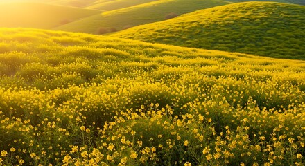 Obraz premium Golden Hillside: Sunlit Mustard Field in Serene Landscape