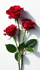 Obraz premium Crimson roses cast deep shadow, pristine white canvas, nature, red roses