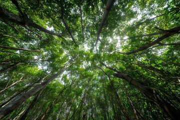 Obraz premium Looking up at a lush green forest canopy with tall trees and sunlight filtering through