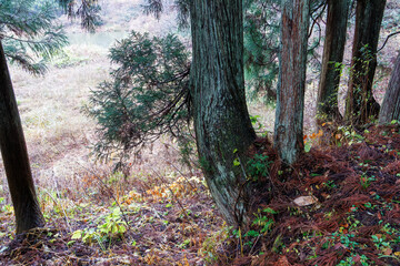 十日町の山奥の鄙びた温泉地の里山の風景。
美しい棚田も特徴的。
あいにくの小雨交じりだが、しっとりと雪国特有の雰囲気がある。
晩秋なので各所で紅葉が見られる。
新潟県十日町市 - 2024年12月1日
