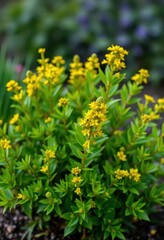 Obraz premium Bushy, upright plant with vibrant green foliage and tiny yellow blooms, wildflower, outdoor, green