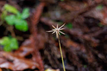 枯れて形だけが残った可憐な一輪の花。
十日町の山奥の鄙びた温泉地の里山の風景。
美しい棚田も特徴的。
あいにくの小雨交じりだが、しっとりと雪国特有の雰囲気がある。
晩秋なので各所で紅葉が見られる。
新潟県十日町市 - 2024年12月1日
