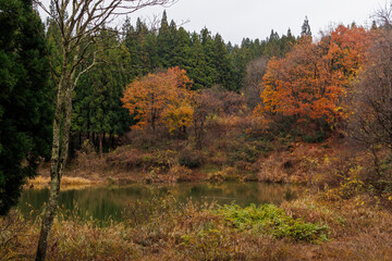 Fototapeta premium 水鳥が泳ぐ美しい池。 十日町の山奥の鄙びた温泉地の里山の風景。 美しい棚田も特徴的。 あいにくの小雨交じりだが、しっとりと雪国特有の雰囲気がある。 晩秋なので各所で紅葉が見られる。 新潟県十日町市 - 2024年12月1日 
