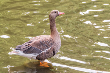 Greater White-fronted Goose (Anser albifrons) standing on the green shore of the pond.