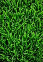 Obraz premium Lush vibrant green grass texture, isolated on white, white, vibrant green