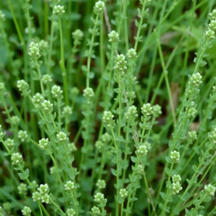 Fototapeta premium Vertical texture of green Field pennycress or Thlaspi arvense