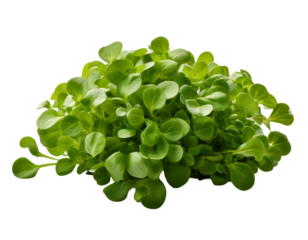 Watercress with focus in the middle, isolated on transparent background