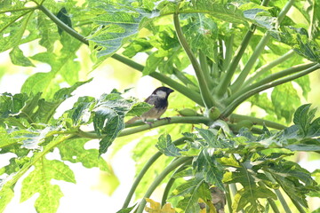 House sparrow sitting on papaya tree. Its other name Passer domesticus and Indian House sparrow....