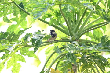 House sparrow sitting on papaya tree. Its other name Passer domesticus and Indian House sparrow....