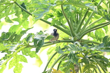 House sparrow sitting on papaya tree. Its other name Passer domesticus and Indian House sparrow....