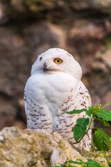 Obraz premium A snowy owl sits on a rock cliff.