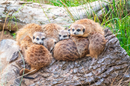 A group of cute meerkats. Meerkat Family are sunbathing. - Powered by Adobe