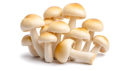 Cluster of Mushrooms Isolated