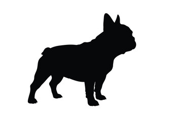 Obraz premium French bulldog silhouette. This image shows the profile of a French Bulldog standing, also referred to as a loyal companion or playful pet. Vector clipart black illustration design.