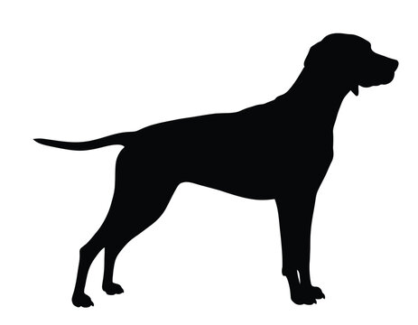 Vizsla silhouette. This image shows a black silhouette of a Vizsla dog in profile, also referred to as a Hungarian Pointer or athletic hunting canine. Vector clipart black illustration design.