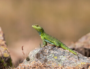 lagarto de achala