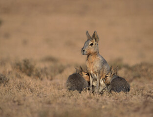 mara patagonica
