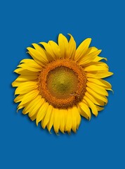Naklejka premium sunflower and bee on blue background