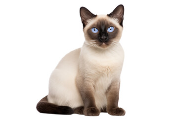 A siamese cat with blue eyes sitting against a transparent background looking directly at the camera lens png