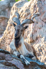 Close-up portrait of Markhor, Capra falconeri, wild goat native to Central Asia, Karakoram and the Himalayas