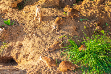 A group of cute meerkats. Meerkat Family are sunbathing.
