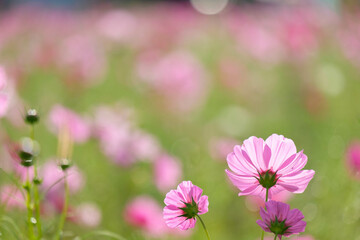 コスモス