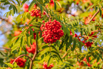 Autumn bright red rowan berries with leaves